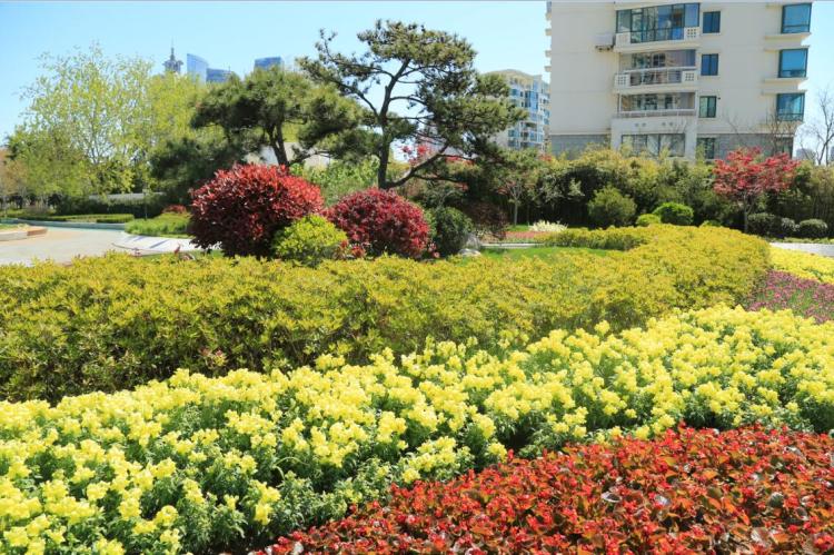 更出：“景”上添花迎五一 青岛海滨风景区鲜花布景迎四方宾客