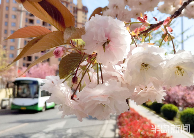 「美如画」同安路樱花小镇：樱花绽放美如画 市民赏景要抓紧喽