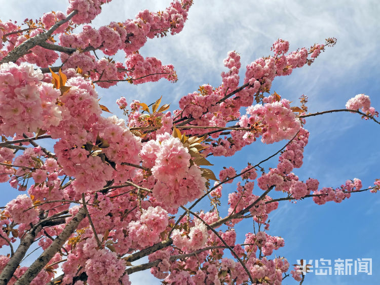 「美如画」同安路樱花小镇：樱花绽放美如画 市民赏景要抓紧喽