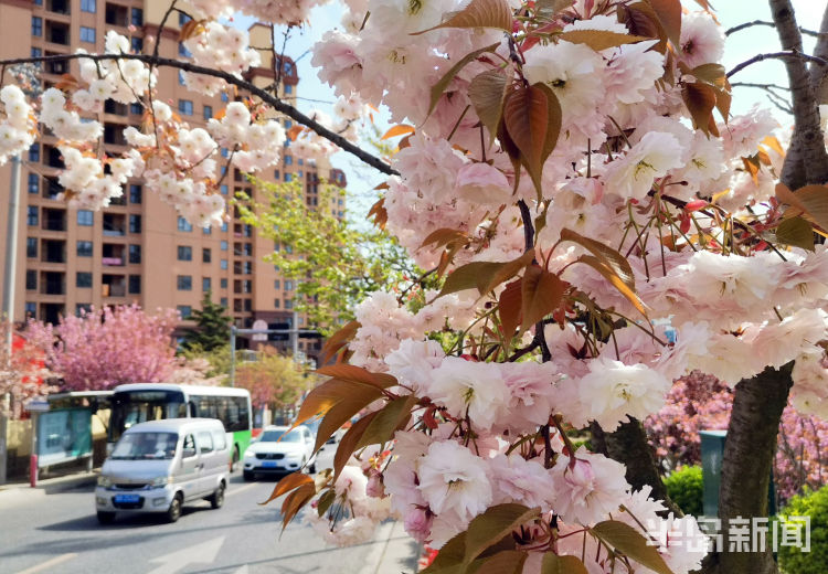 「美如画」同安路樱花小镇：樱花绽放美如画 市民赏景要抓紧喽