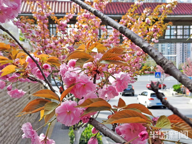 「美如画」同安路樱花小镇：樱花绽放美如画 市民赏景要抓紧喽