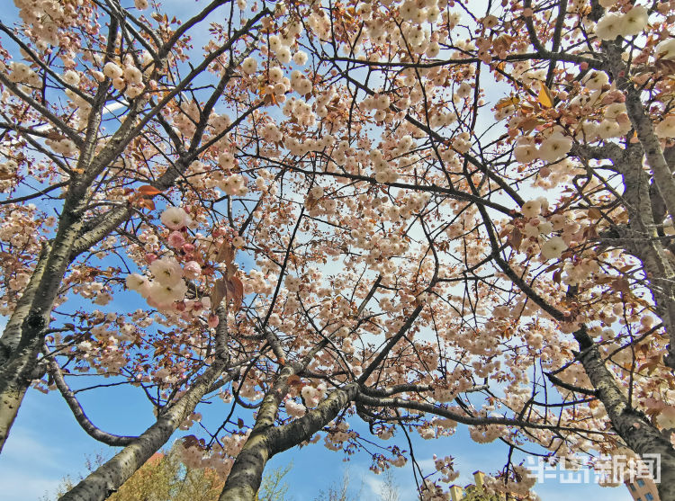 「美如画」同安路樱花小镇：樱花绽放美如画 市民赏景要抓紧喽