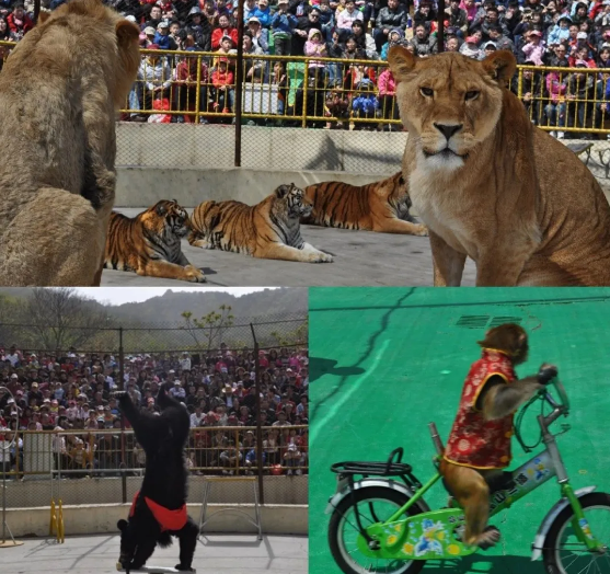 ■青岛森林野生动物世界宣布永久停止动物表演 将推主题科普活动等