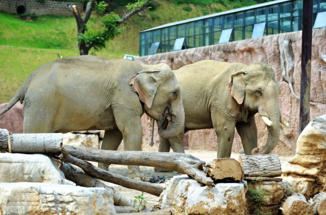 ■青岛森林野生动物世界宣布永久停止动物表演 将推主题科普活动等