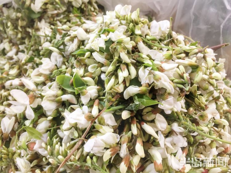 『亲民』青岛周边地区槐花陆续上市 价格降至6-7元更亲民