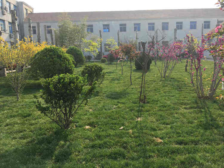 「斑斓」平度市田庄镇卫生院美化庭院环境 为患者增添斑斓色彩