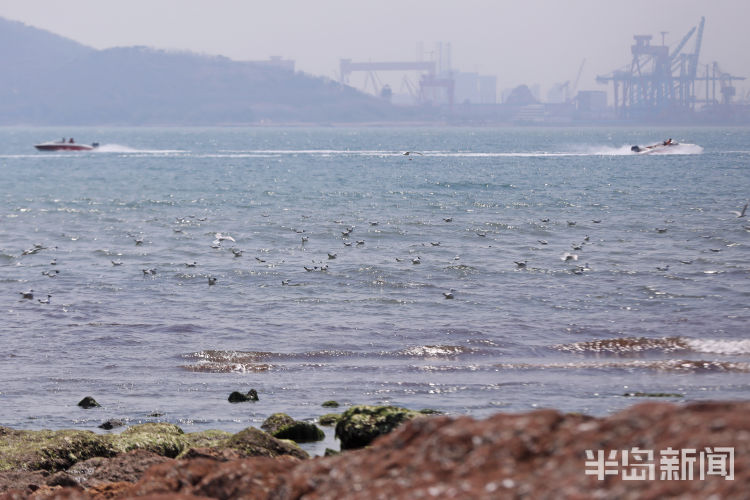 「岛城」临近五一还未走 今年海鸥格外恋青岛