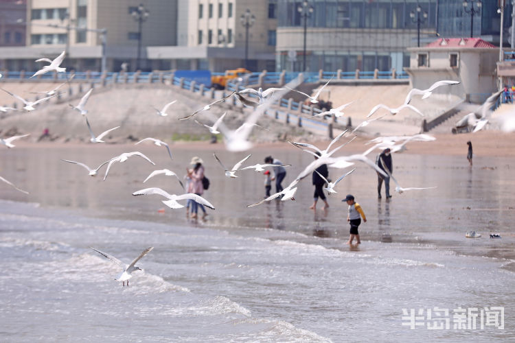 「岛城」临近五一还未走 今年海鸥格外恋青岛