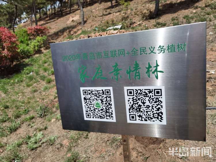 【亲情】青岛开展“家庭亲情林”植树活动 双山上种下500余株麻栎