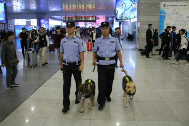 「守卫」青岛公安地铁分局刑警大队警犬工作站：守卫地铁安全 这是一支特殊的队伍