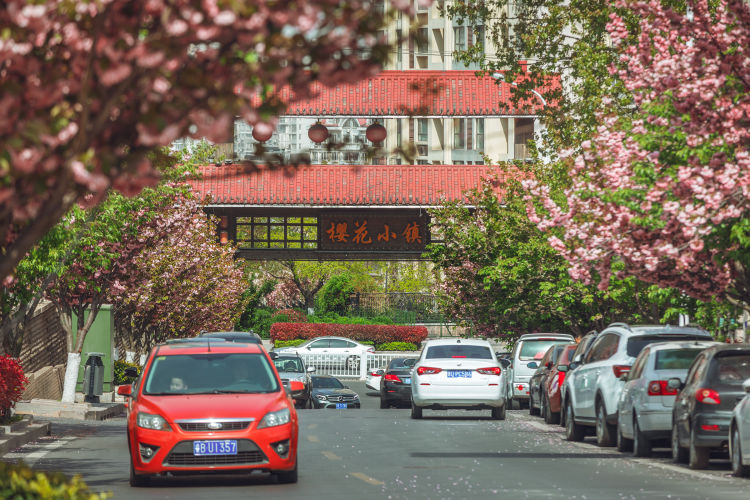 「樱花」青岛市同安路樱花小镇：道路两旁的双樱娇艳绽放