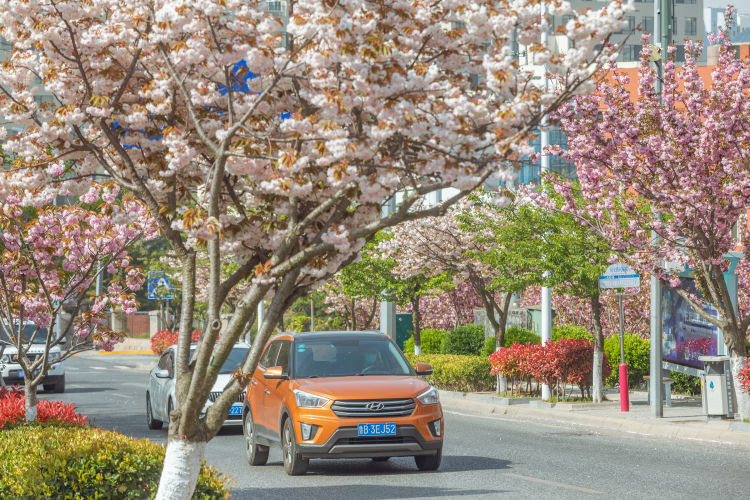 「樱花」青岛市同安路樱花小镇：道路两旁的双樱娇艳绽放