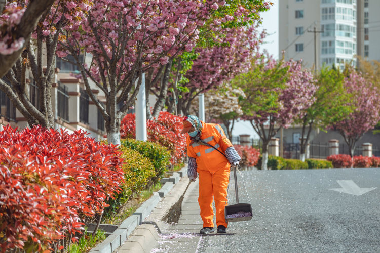 「樱花」青岛市同安路樱花小镇：道路两旁的双樱娇艳绽放