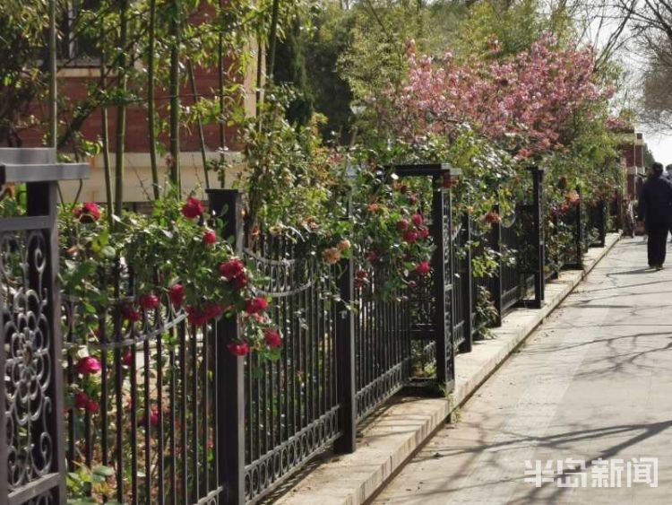 『打卡』打卡青岛“网红”景点新地标 600米蔷薇海湾景观等你来赏