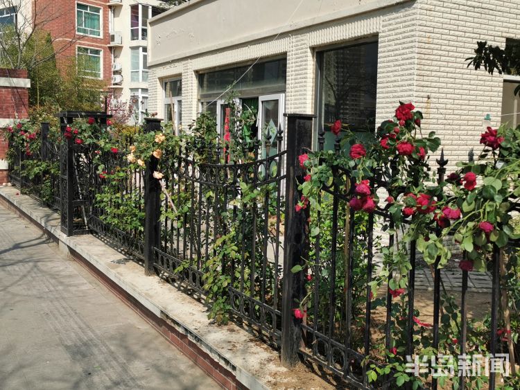 『打卡』打卡青岛“网红”景点新地标 600米蔷薇海湾景观等你来赏