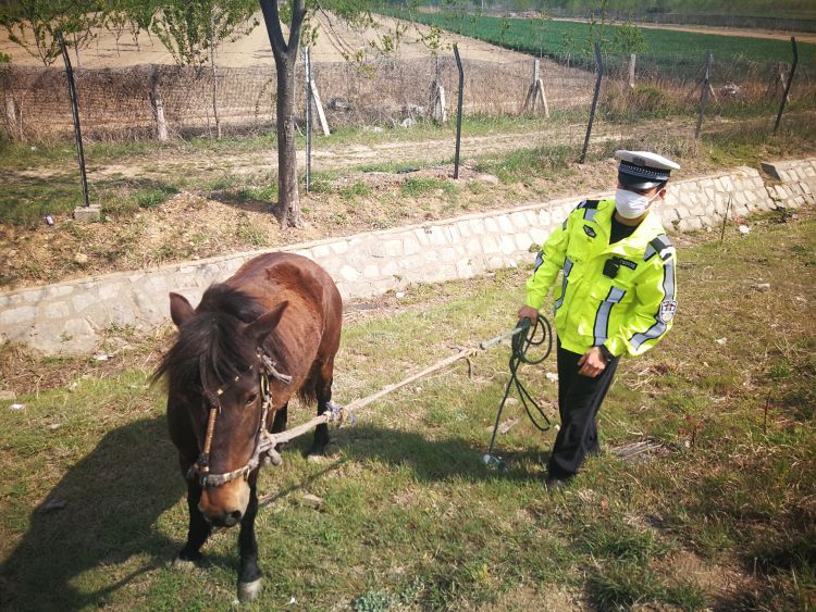 【骡马】青岛高速路边突现一匹骡马 交警提醒：村民放牧不能让牲畜闯入高速公路内