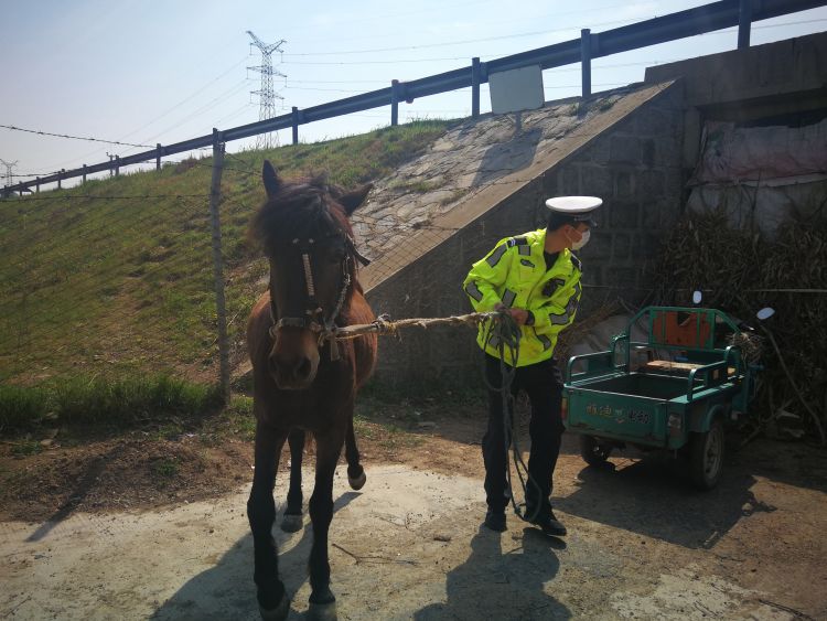 【骡马】青岛高速路边突现一匹骡马 交警提醒：村民放牧不能让牲畜闯入高速公路内