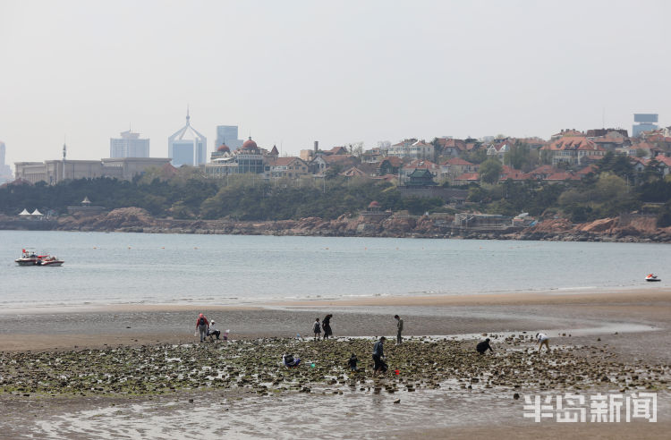 『赶海』青岛第一海水浴场退大潮 不少市民游客来赶海