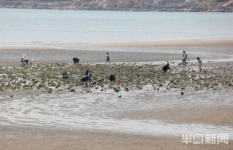 『赶海』青岛第一海水浴场退大潮 不少市民游客来赶海