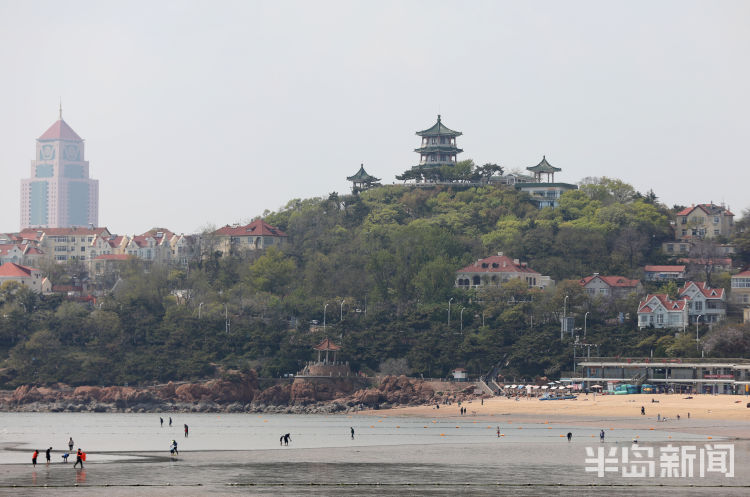 『赶海』青岛第一海水浴场退大潮 不少市民游客来赶海