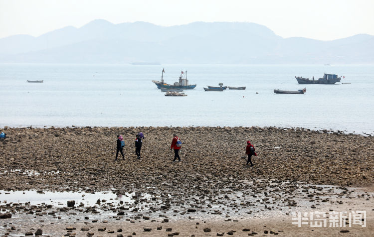 『赶海』青岛第一海水浴场退大潮 不少市民游客来赶海