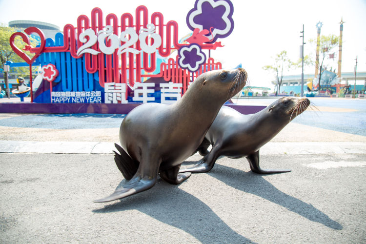 青岛海昌极地海洋公园的海狮明星cp化身游客 打卡青岛