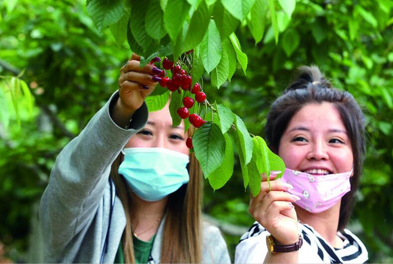 青岛第25届北宅樱桃节开幕游园采摘须提前预约