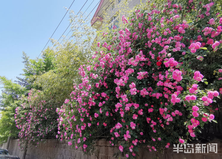 初夏的青岛市区各色蔷薇花成为街头一景