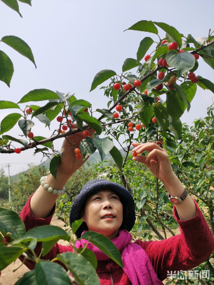 大樱桃采摘速来！平度桃花涧万亩露天大樱桃上市