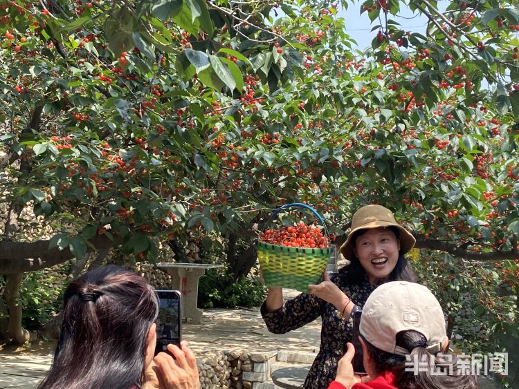 大樱桃采摘速来！平度桃花涧万亩露天大樱桃上市