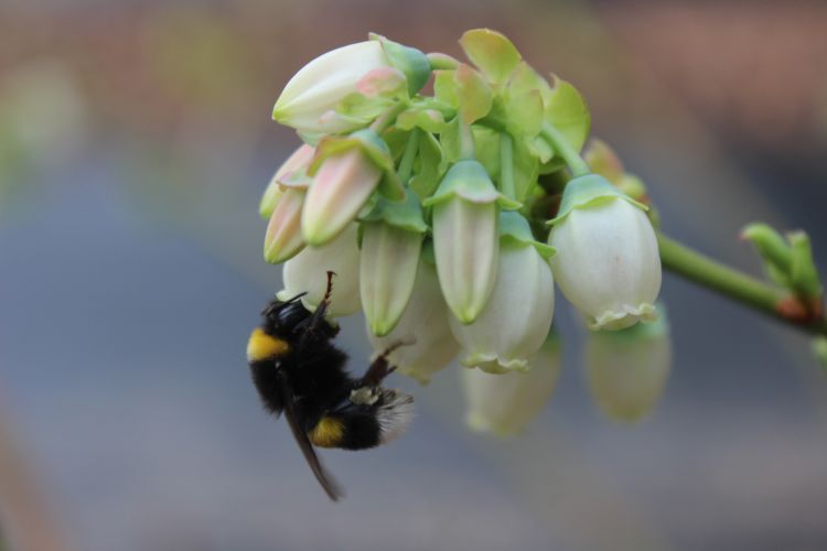 蓝莓青岛：甜蜜新“蜂”向 熊蜂“光顾” 蓝莓增产4成