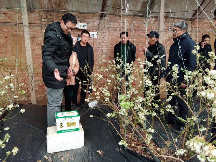 蓝莓青岛：甜蜜新“蜂”向 熊蜂“光顾” 蓝莓增产4成