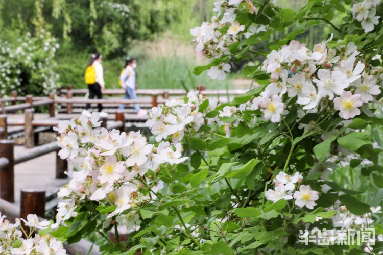 美丽城阳区一公园内白色蔷薇花盛开 吸引游人驻足观赏