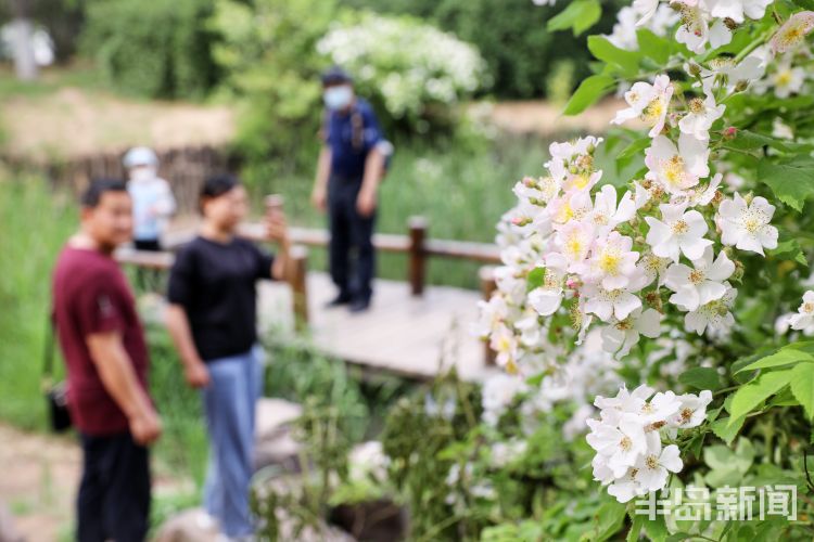 美丽城阳区一公园内白色蔷薇花盛开 吸引游人驻足观赏