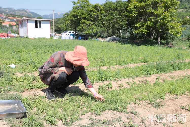 夏庄城阳区夏庄大樱珠进入成熟季 杏还要再等等