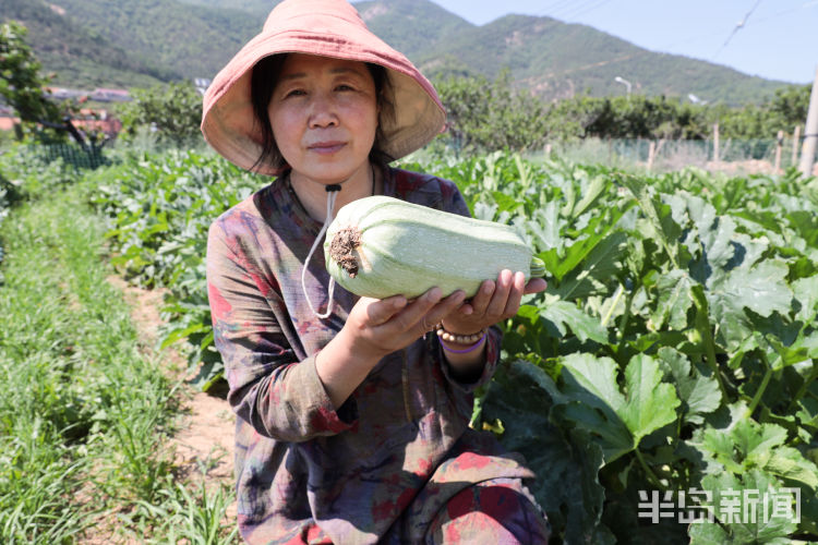 夏庄城阳夏庄樱珠结硕果樱桃已入尾声 杏还需再等十几天