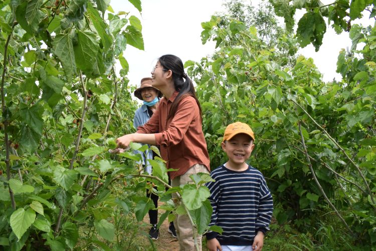 桑葚莱西桑葚采摘活动在草化山开幕 将持续到6月27日