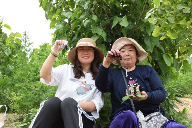 桑葚莱西桑葚采摘活动在草化山开幕 将持续到6月27日