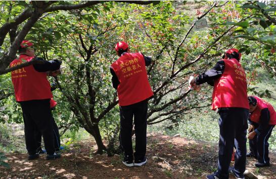 空巢半岛公益：爱心涌动 他们帮空巢老人采摘樱桃