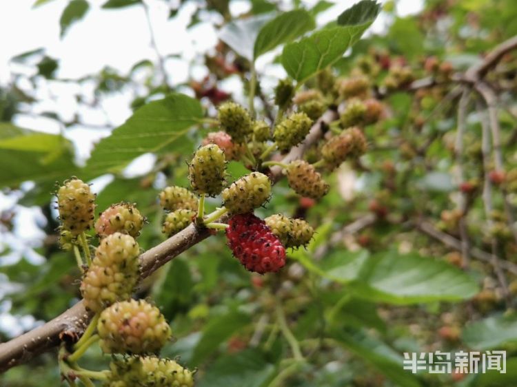 桑葚桑葚满枝头 仙居路小区内两棵桑树上挤满桑葚果