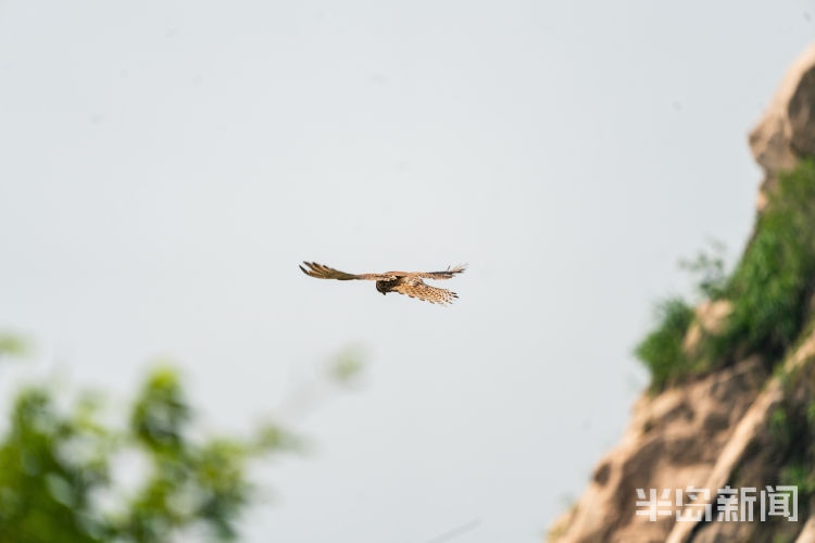 对决浮山顶上：野兔逗老鹰 上演“巅峰对决”
