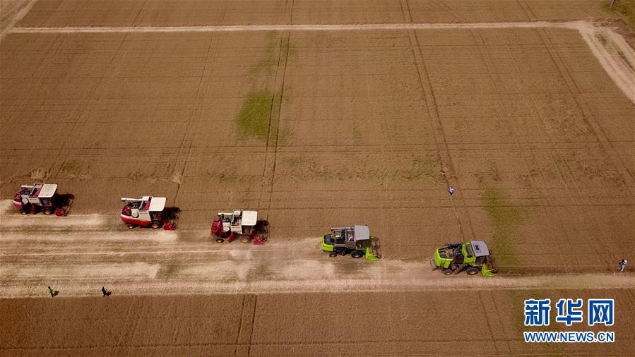 我国第二大小麦主产区山东自南向北开镰收麦