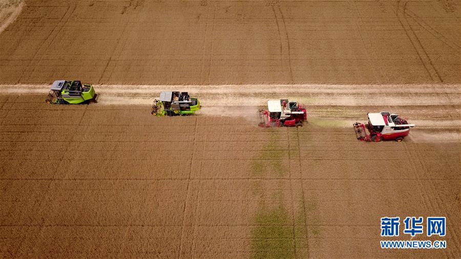 我国第二大小麦主产区山东自南向北开镰收麦