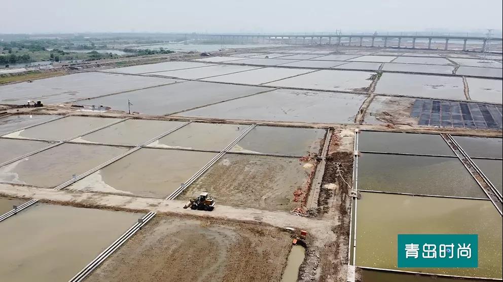 二十四节气里的青岛之芒种：海水稻插秧忙