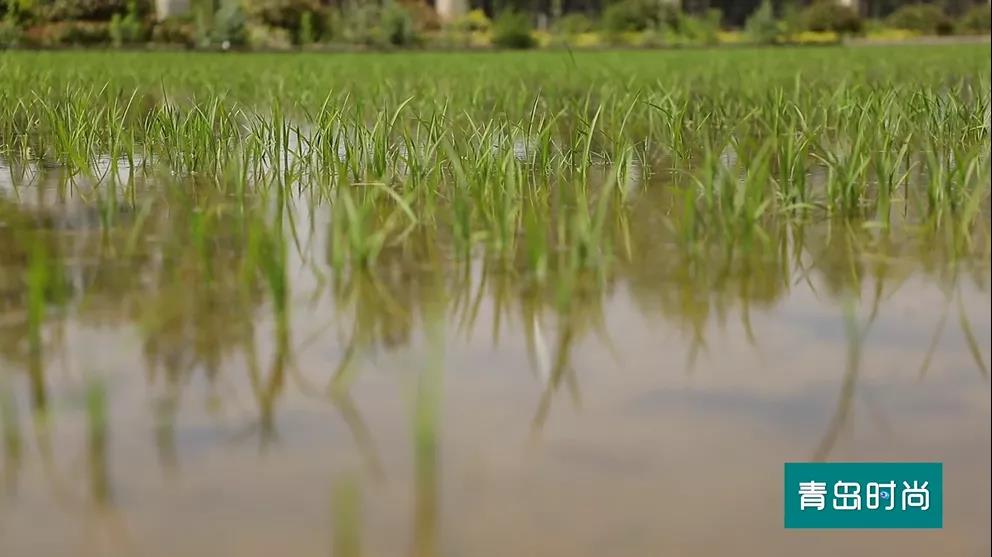二十四节气里的青岛之芒种：海水稻插秧忙