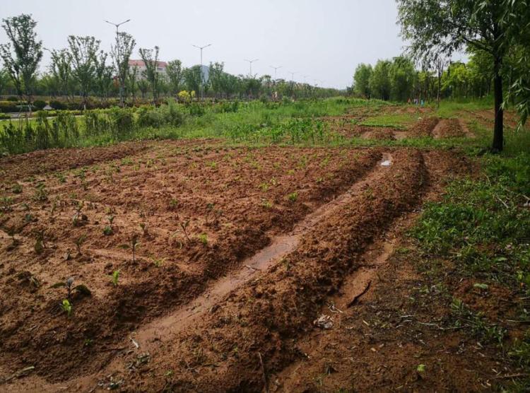 圈绿毁青岛蓝谷城管分局关于山大乐水居小区周边圈绿毁绿种庄稼现象 清理恢复一千平方米绿地