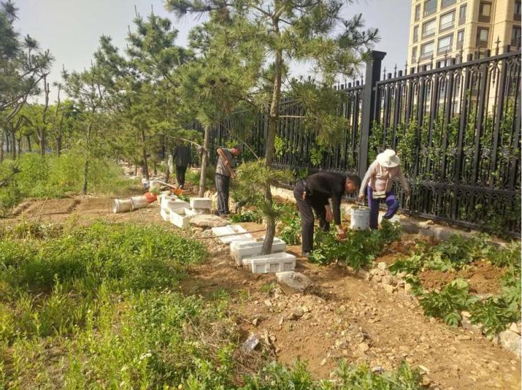 圈绿毁青岛蓝谷城管分局关于山大乐水居小区周边圈绿毁绿种庄稼现象 清理恢复一千平方米绿地