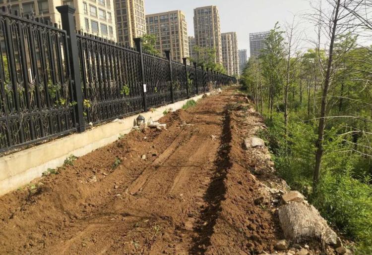 圈绿毁青岛蓝谷城管分局关于山大乐水居小区周边圈绿毁绿种庄稼现象 清理恢复一千平方米绿地