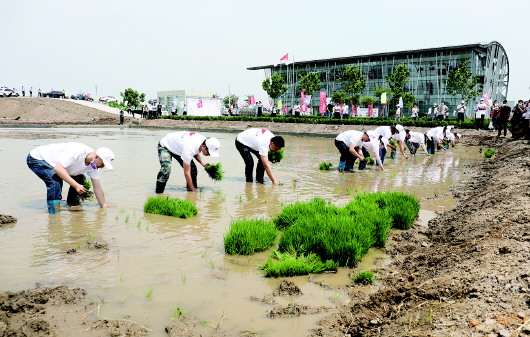 中华拓荒人海水稻插秧节在城阳启动 青岛4000亩盐碱地变稻田