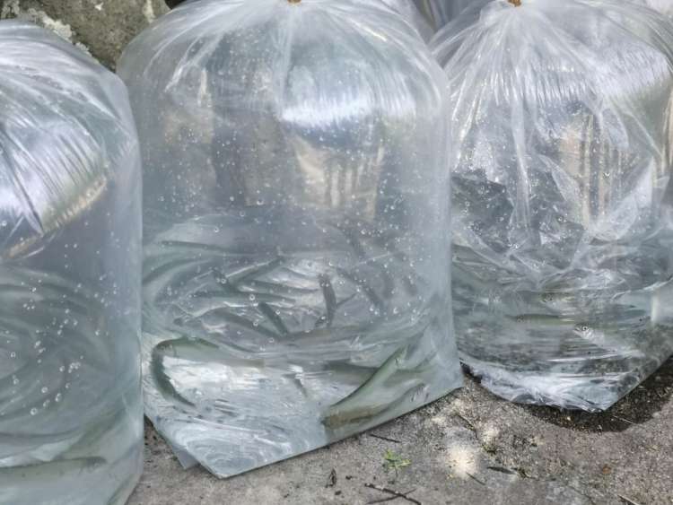 以鱼全国放鱼日和世界海洋日来临之际 2000尾仙胎鱼在崂山放流